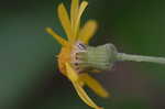 Golden groundsel